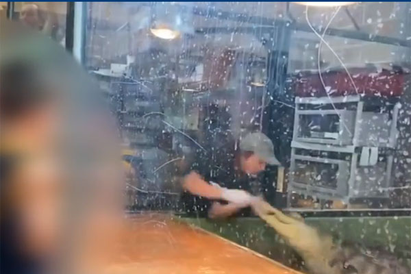 Clip: Cá sấu khổng lồ đi qua đường khiến nhiều người phải dừng lại-1