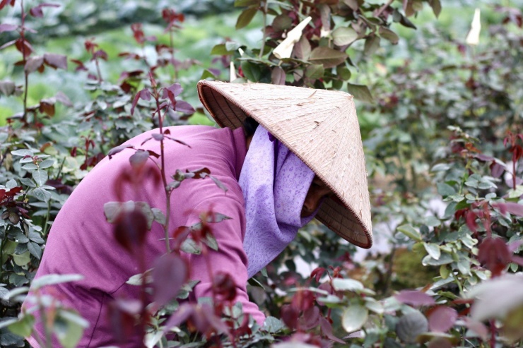 Vựa hoa lớn nhất Hà Nội trước ngày 8/3-4