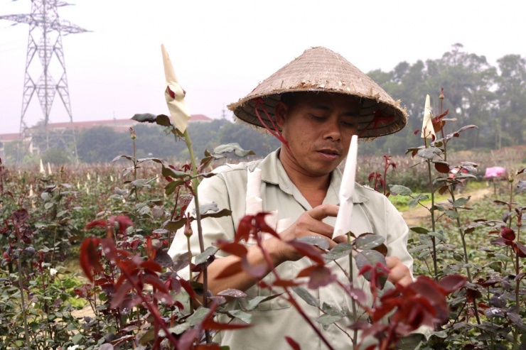 Vựa hoa lớn nhất Hà Nội trước ngày 8/3-5