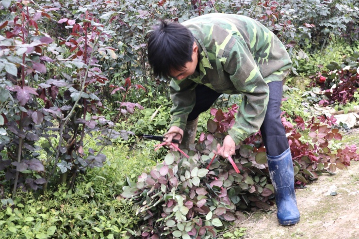 Vựa hoa lớn nhất Hà Nội trước ngày 8/3-6