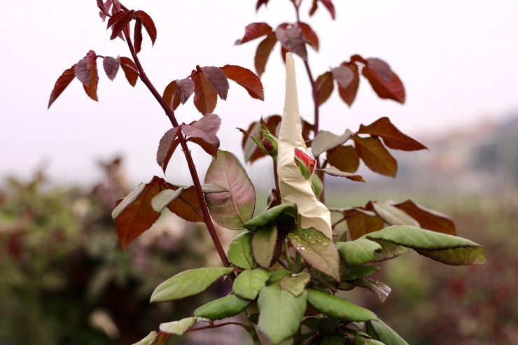 Vựa hoa lớn nhất Hà Nội trước ngày 8/3-7