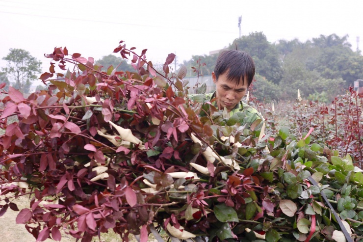 Vựa hoa lớn nhất Hà Nội trước ngày 8/3-12