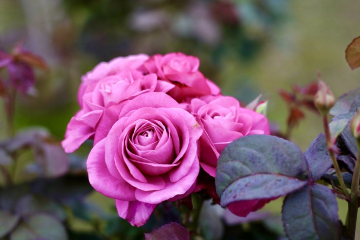 Vựa hoa lớn nhất Hà Nội trước ngày 8/3-13