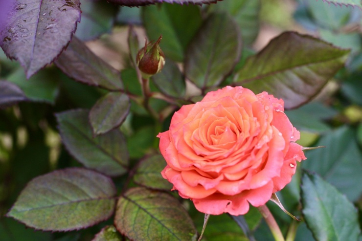 Vựa hoa lớn nhất Hà Nội trước ngày 8/3-14