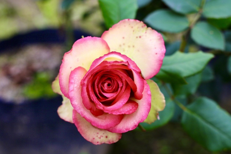 Vựa hoa lớn nhất Hà Nội trước ngày 8/3-15