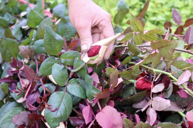 Vựa hoa lớn nhất Hà Nội trước ngày 8/3-8