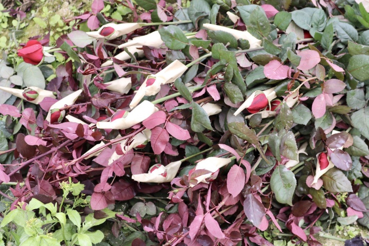 Vựa hoa lớn nhất Hà Nội trước ngày 8/3-9