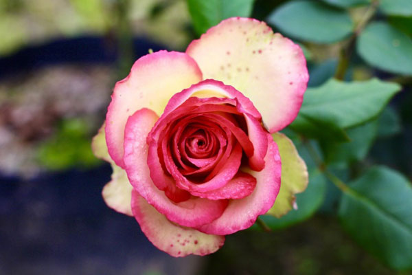 Chiêm ngưỡng lẵng hoa giá 50 triệu đồng của đại gia” mua tặng vợ ngày 8/3-8