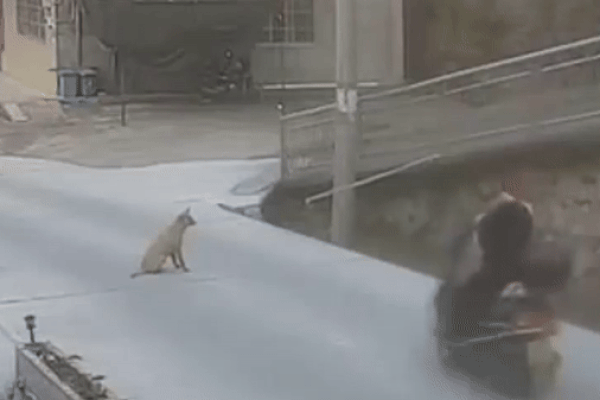 Clip: Đâm trúng dây xích chó, người phụ nữ ngã bất tỉnh giữa đường