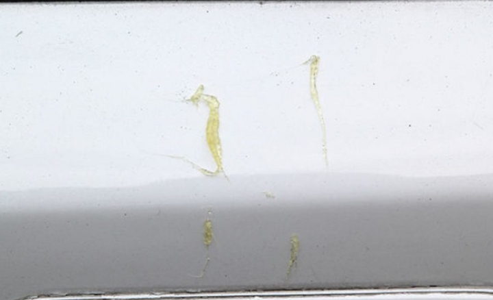 Làm cách nào tẩy sạch vết nhựa cây trên xe ô tô?-1