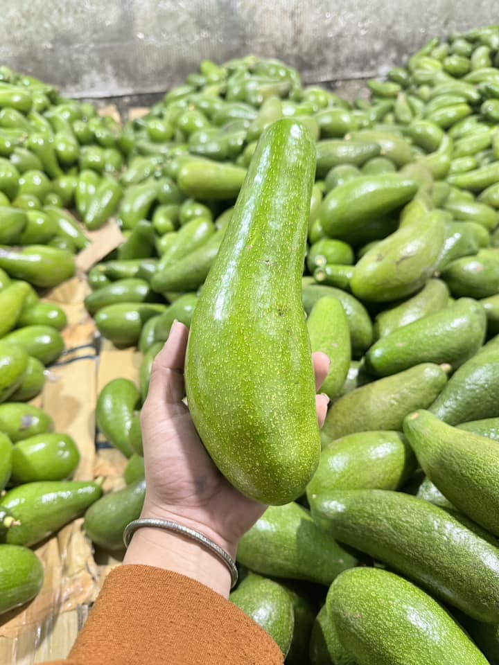 Bơ trái vụ giá đến 70.000 đồng/kg, dân buôn ngày bán vài tạ-1