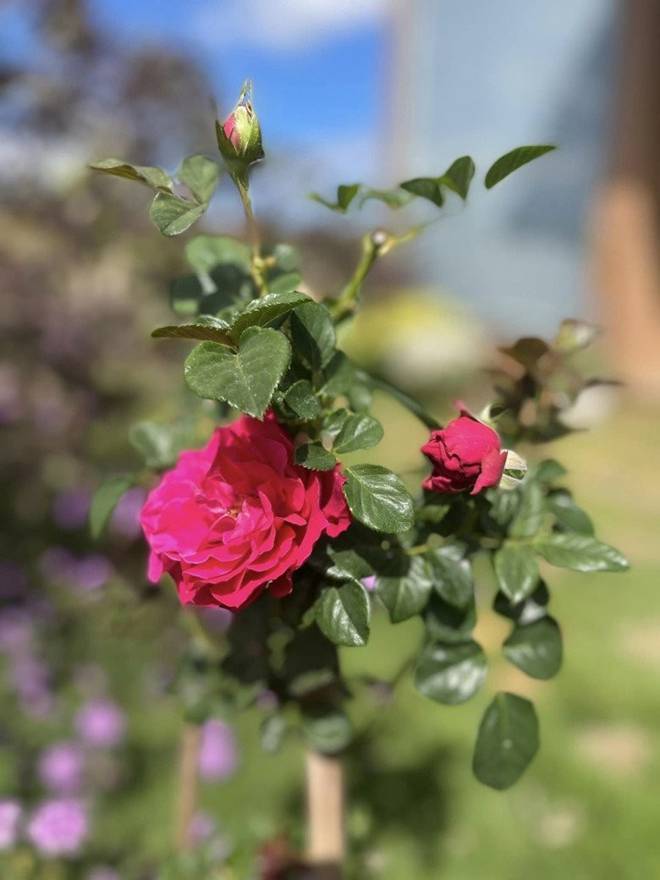 Nữ ca sĩ 8X nay thành nông dân, sống trong cơ ngơi xinh đẹp trên mảnh đất 2.000m2 ở thành phố ngàn hoa-11