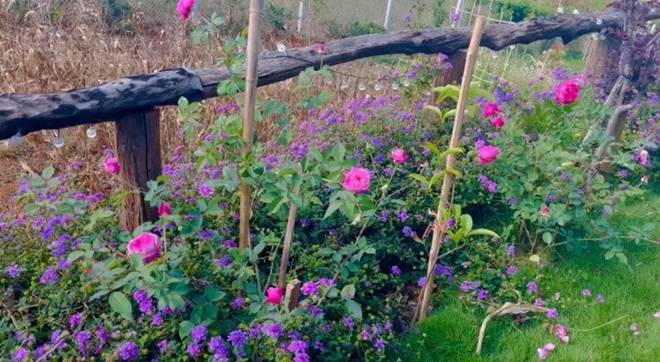 Nữ ca sĩ 8X nay thành nông dân, sống trong cơ ngơi xinh đẹp trên mảnh đất 2.000m2 ở thành phố ngàn hoa-12