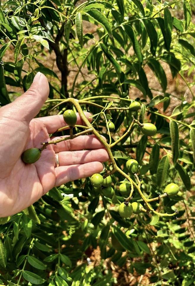 Nữ ca sĩ 8X nay thành nông dân, sống trong cơ ngơi xinh đẹp trên mảnh đất 2.000m2 ở thành phố ngàn hoa-13