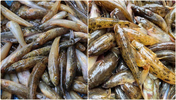 5 cách làm cá bống kho tiêu với gừng, nghệ, thịt ba chỉ thơm mềm, ngon hết sảy-1