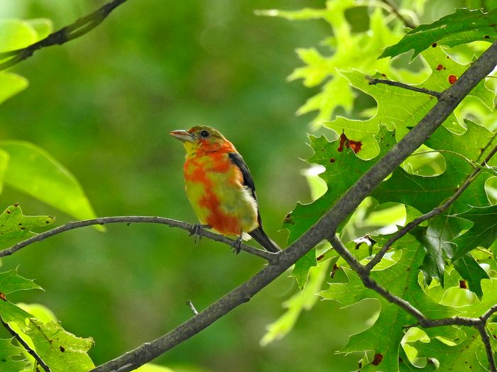 Sau tiết Xuân phân, 4 con giáp có vận mệnh đảo chiều, xui xẻo lùi xa, vận may đến cùng phú quý-2