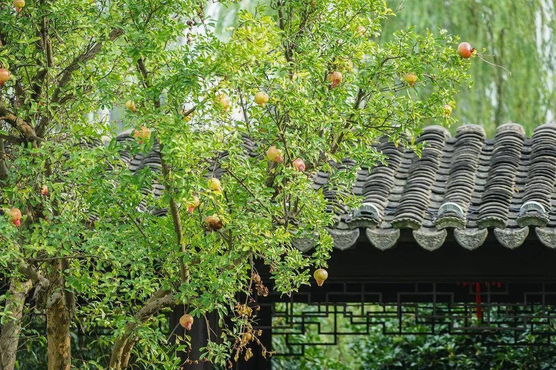 Cây cảnh ngàn vàng không đổi, tươi đẹp cả 4 mùa, phúc lộc đầy nhà, gia đình hưng thịnh, cát tường-2