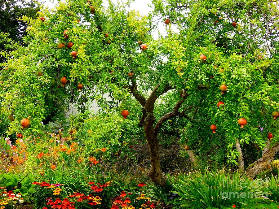 Cây cảnh ngàn vàng không đổi, tươi đẹp cả 4 mùa, phúc lộc đầy nhà, gia đình hưng thịnh, cát tường-3