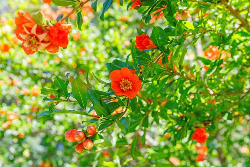 Cây cảnh ngàn vàng không đổi, tươi đẹp cả 4 mùa, phúc lộc đầy nhà, gia đình hưng thịnh, cát tường-4