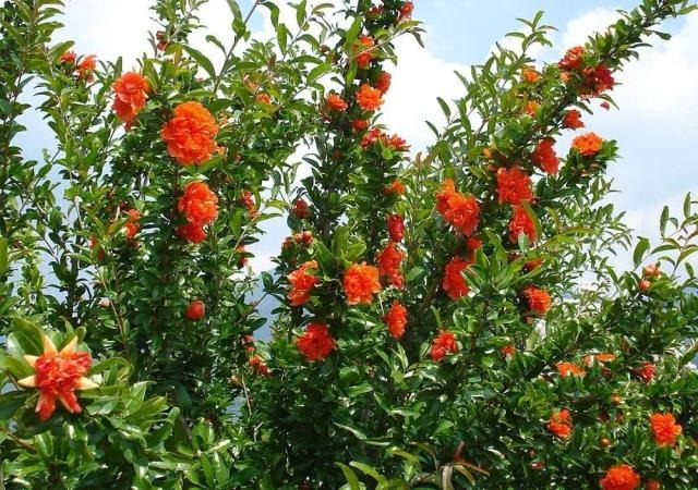 Cây cảnh ngàn vàng không đổi, tươi đẹp cả 4 mùa, phúc lộc đầy nhà, gia đình hưng thịnh, cát tường-5