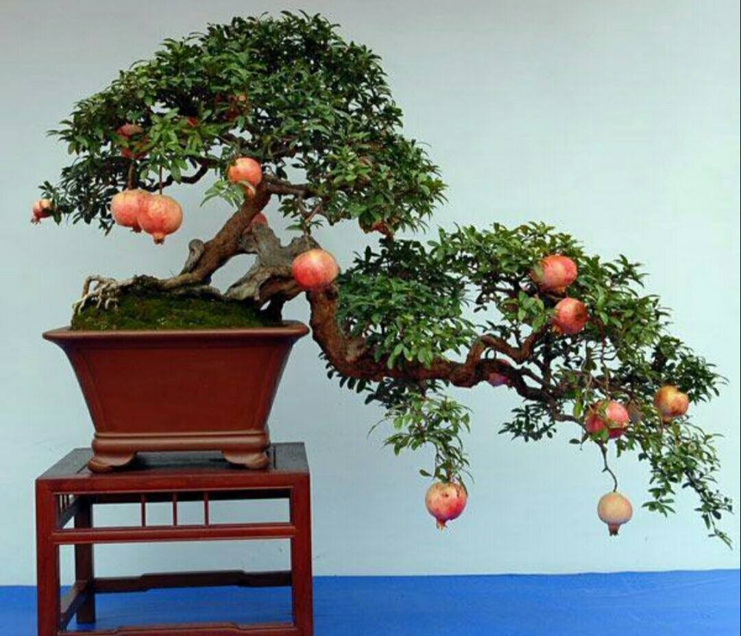 Cây cảnh ngàn vàng không đổi, tươi đẹp cả 4 mùa, phúc lộc đầy nhà, gia đình hưng thịnh, cát tường-6