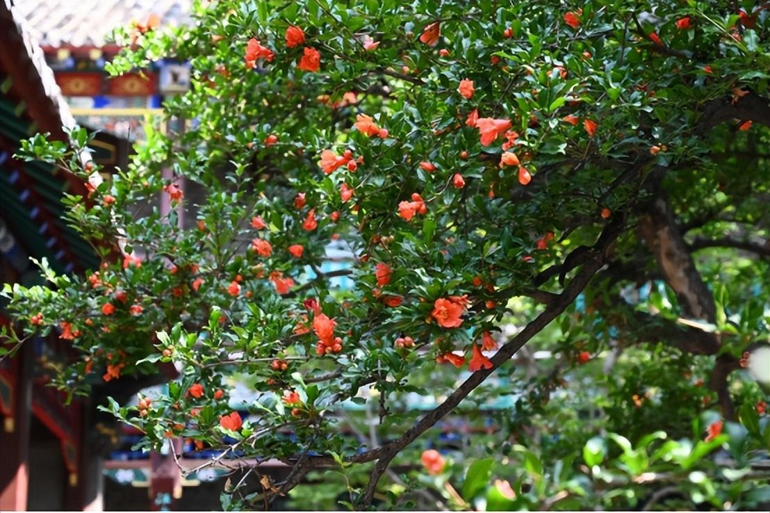 Cây cảnh ngàn vàng không đổi, tươi đẹp cả 4 mùa, phúc lộc đầy nhà, gia đình hưng thịnh, cát tường-7