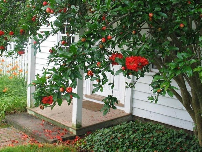 Cây cảnh ngàn vàng không đổi, tươi đẹp cả 4 mùa, phúc lộc đầy nhà, gia đình hưng thịnh, cát tường-11