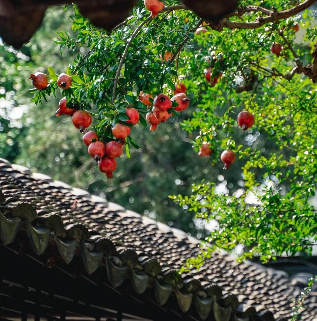 Cây cảnh ngàn vàng không đổi, tươi đẹp cả 4 mùa, phúc lộc đầy nhà, gia đình hưng thịnh, cát tường-13