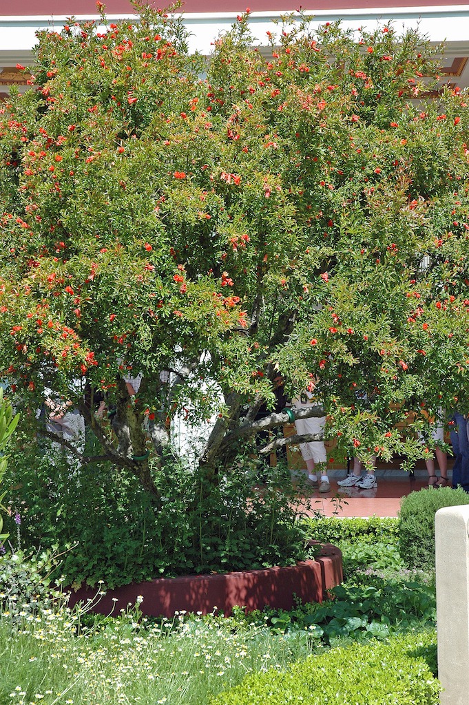 Cây cảnh ngàn vàng không đổi, tươi đẹp cả 4 mùa, phúc lộc đầy nhà, gia đình hưng thịnh, cát tường-14