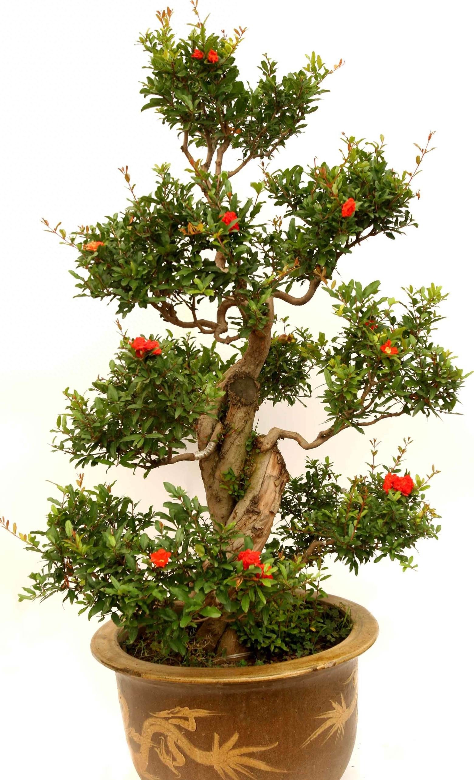 Cây cảnh ngàn vàng không đổi, tươi đẹp cả 4 mùa, phúc lộc đầy nhà, gia đình hưng thịnh, cát tường-16