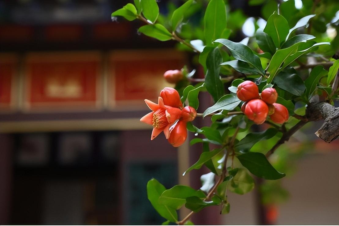 Cây cảnh ngàn vàng không đổi, tươi đẹp cả 4 mùa, phúc lộc đầy nhà, gia đình hưng thịnh, cát tường-17