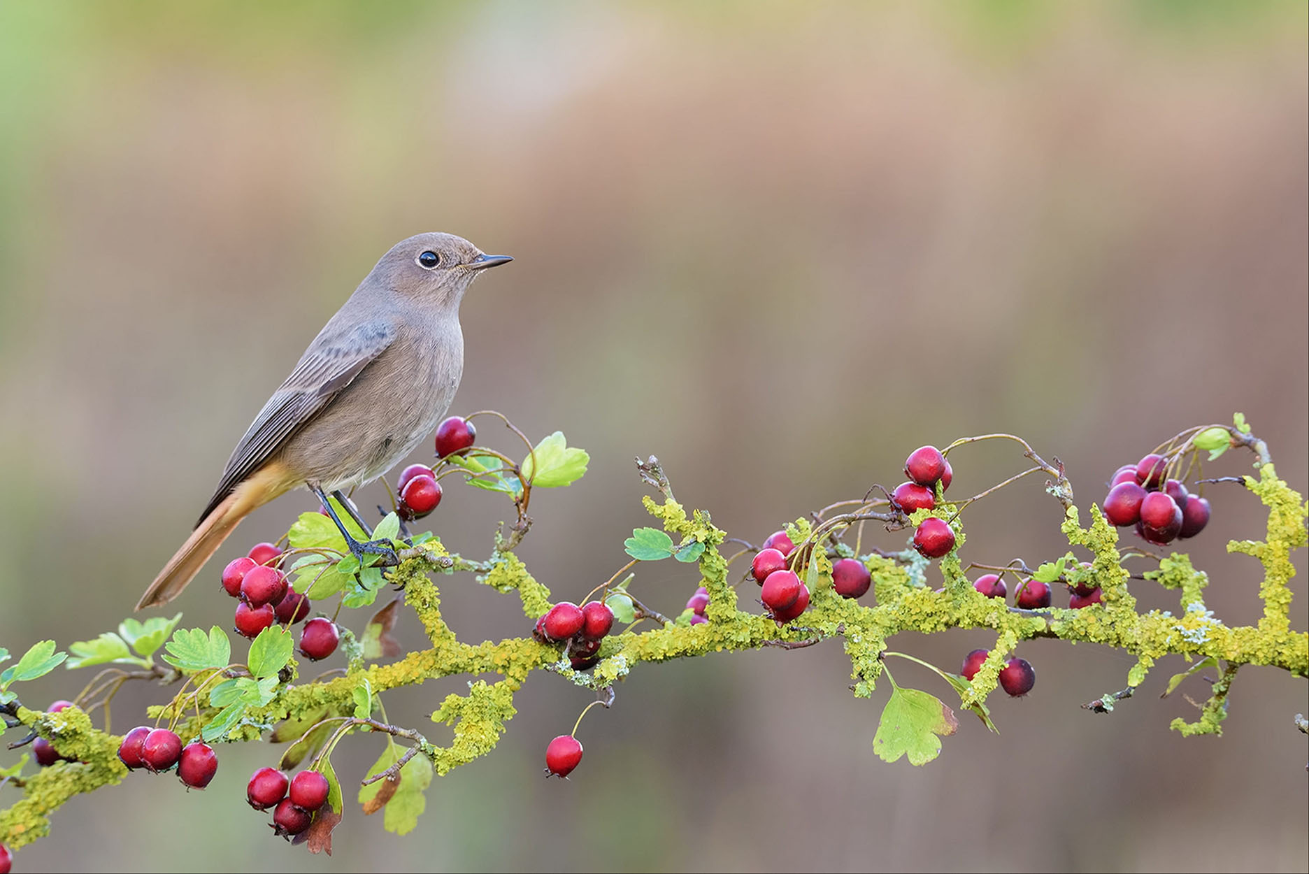 Từ tháng 3, 4 con giáp nhạy bén về kinh tế, làm gì cũng hái ra tiền, nhanh chóng thoát nghèo-1