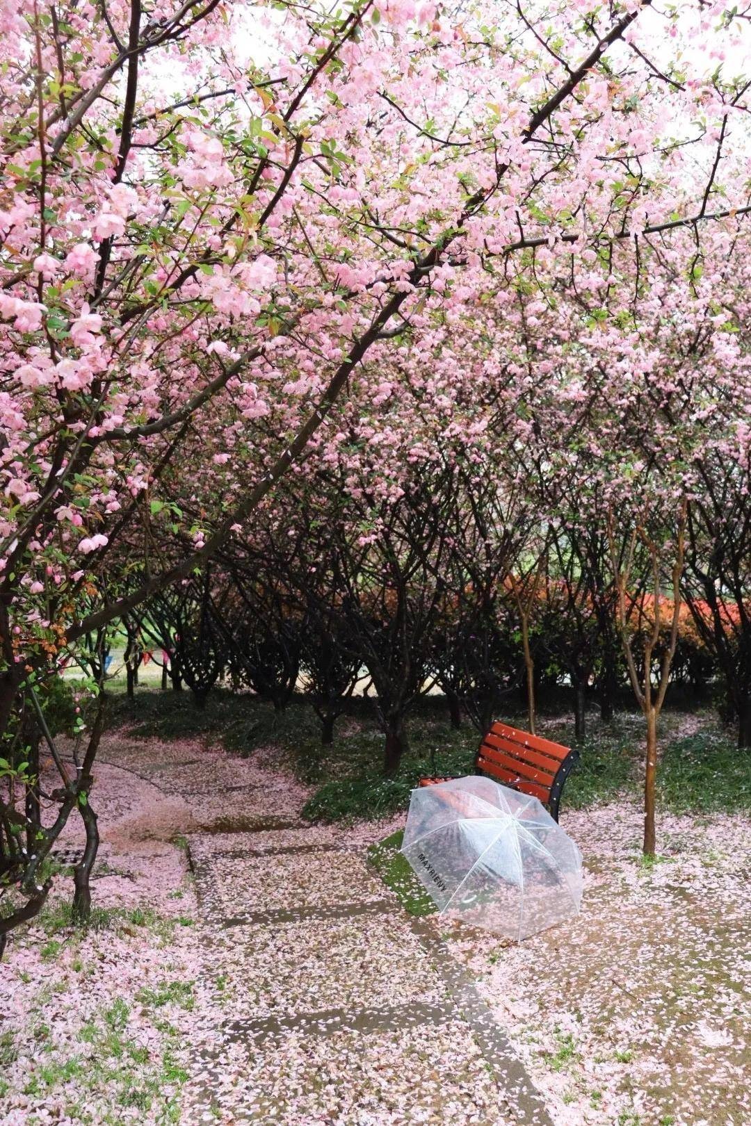 Cây cảnh tiên của muôn hoa, trồng trong sân gia đình thịnh vượng, vàng ngọc đầy nhà-1