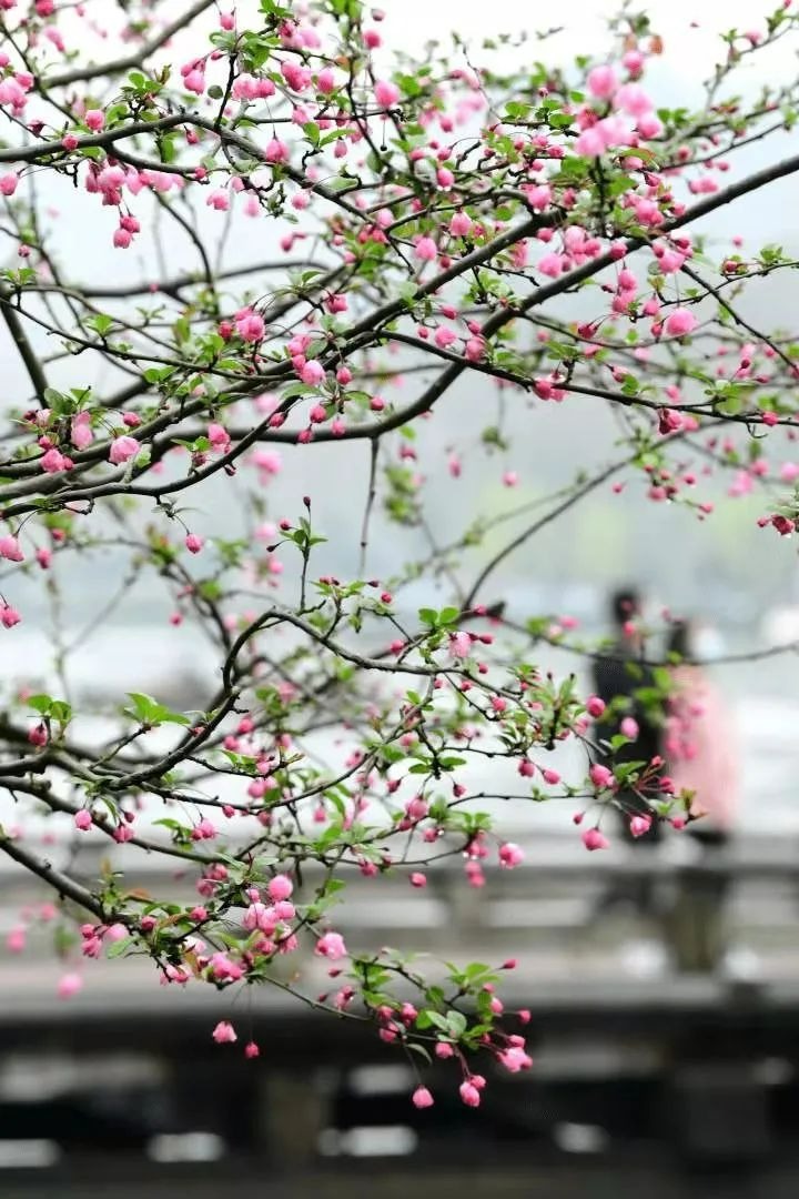 Cây cảnh tiên của muôn hoa, trồng trong sân gia đình thịnh vượng, vàng ngọc đầy nhà-3