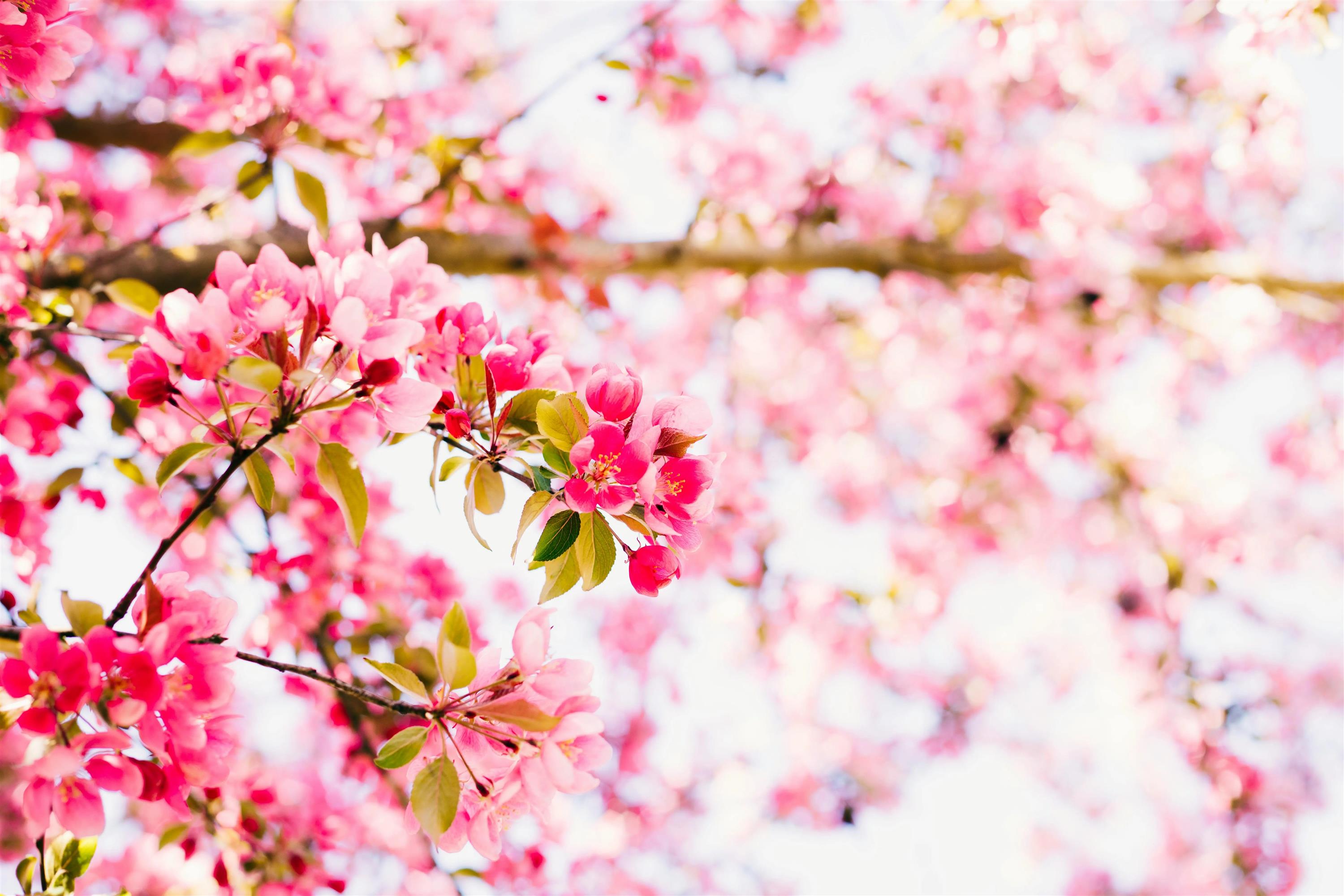 Cây cảnh tiên của muôn hoa, trồng trong sân gia đình thịnh vượng, vàng ngọc đầy nhà-2