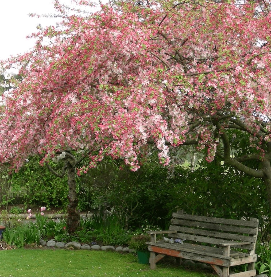 Cây cảnh tiên của muôn hoa, trồng trong sân gia đình thịnh vượng, vàng ngọc đầy nhà-4