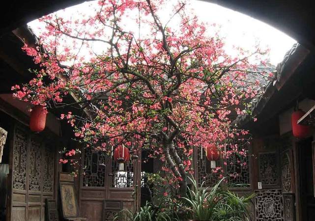 Cây cảnh tiên của muôn hoa, trồng trong sân gia đình thịnh vượng, vàng ngọc đầy nhà-5