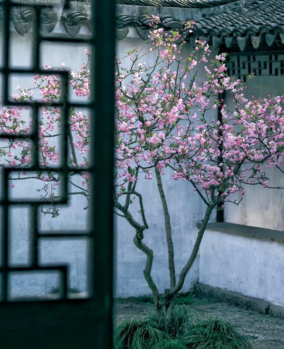 Cây cảnh tiên của muôn hoa, trồng trong sân gia đình thịnh vượng, vàng ngọc đầy nhà-7