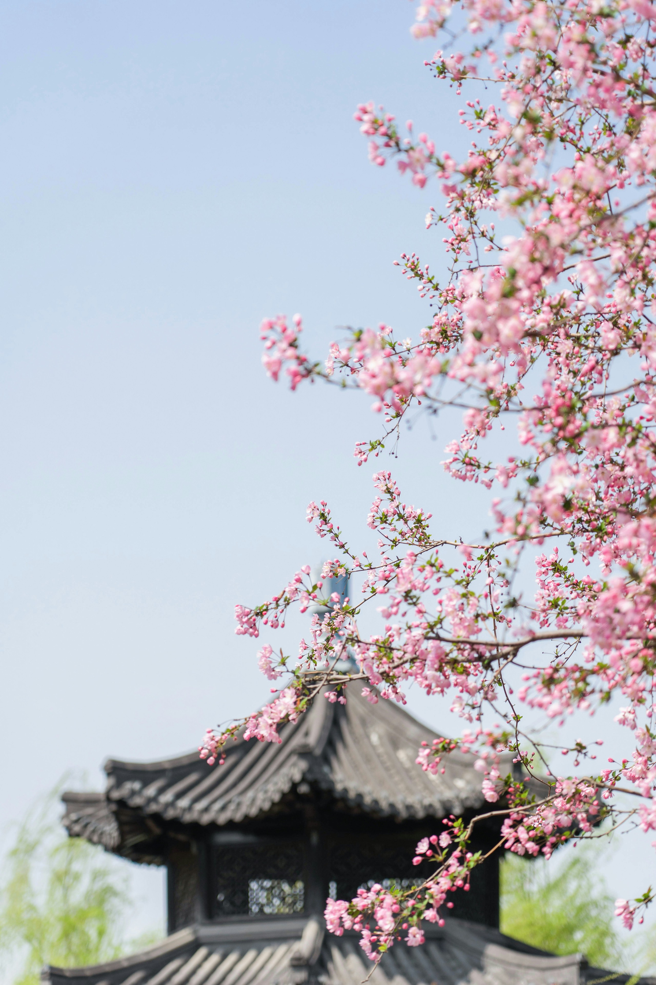 Cây cảnh tiên của muôn hoa, trồng trong sân gia đình thịnh vượng, vàng ngọc đầy nhà-12