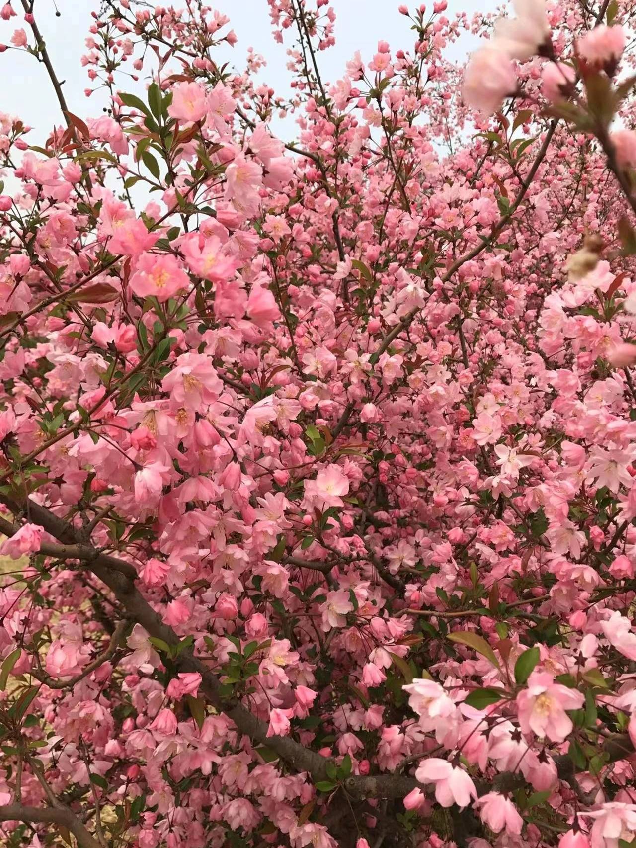 Cây cảnh tiên của muôn hoa, trồng trong sân gia đình thịnh vượng, vàng ngọc đầy nhà-14