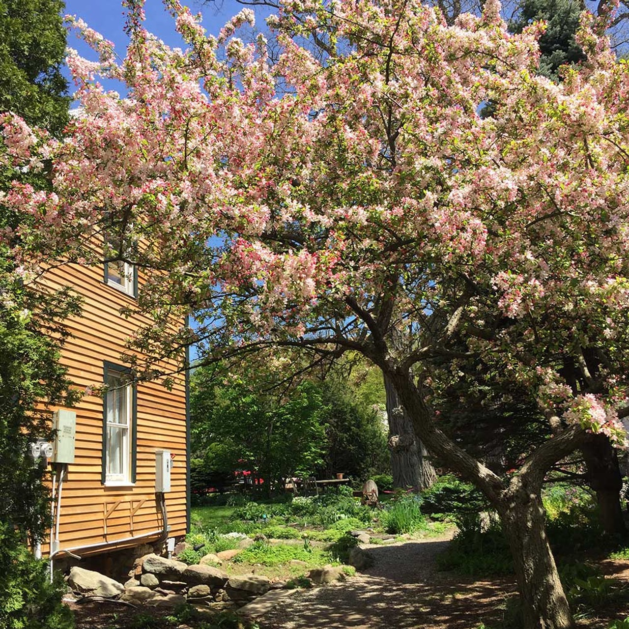 Cây cảnh tiên của muôn hoa, trồng trong sân gia đình thịnh vượng, vàng ngọc đầy nhà-15