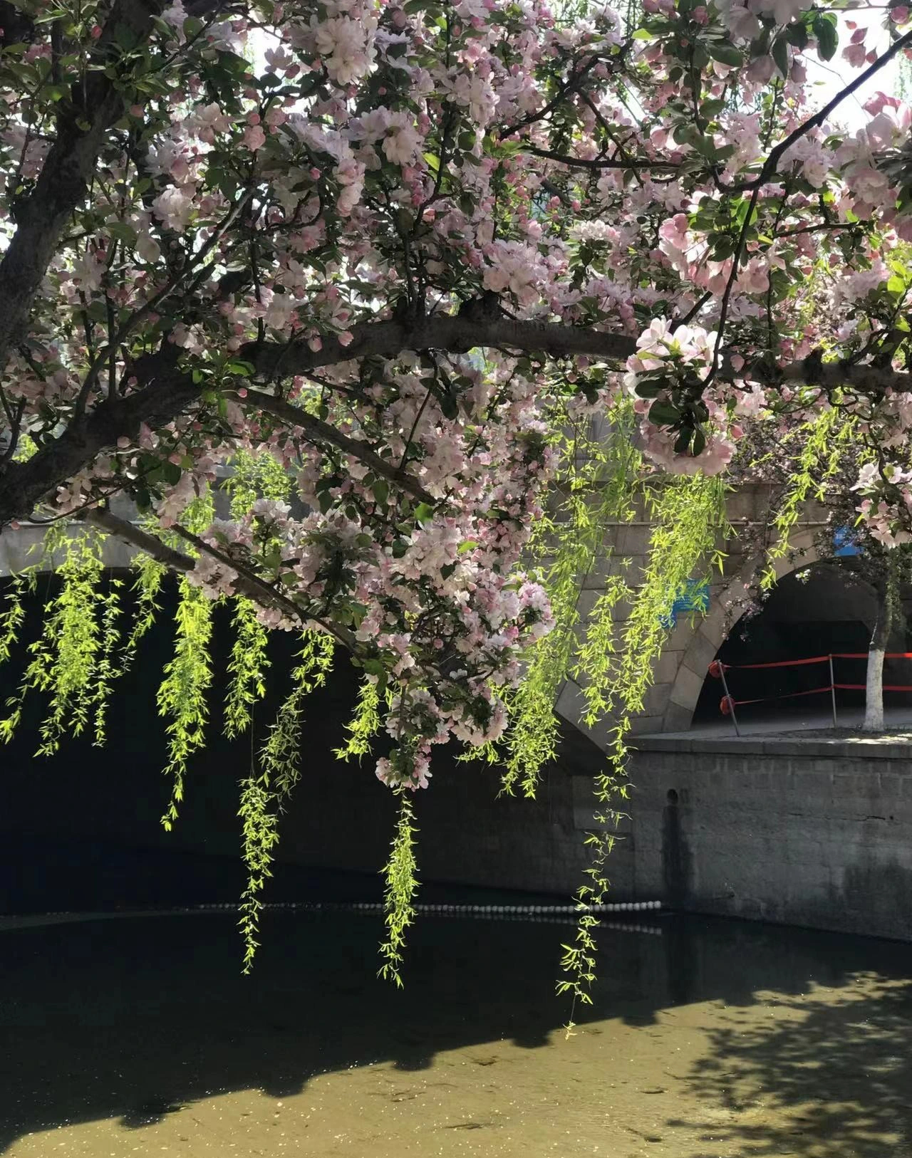 Cây cảnh tiên của muôn hoa, trồng trong sân gia đình thịnh vượng, vàng ngọc đầy nhà-16