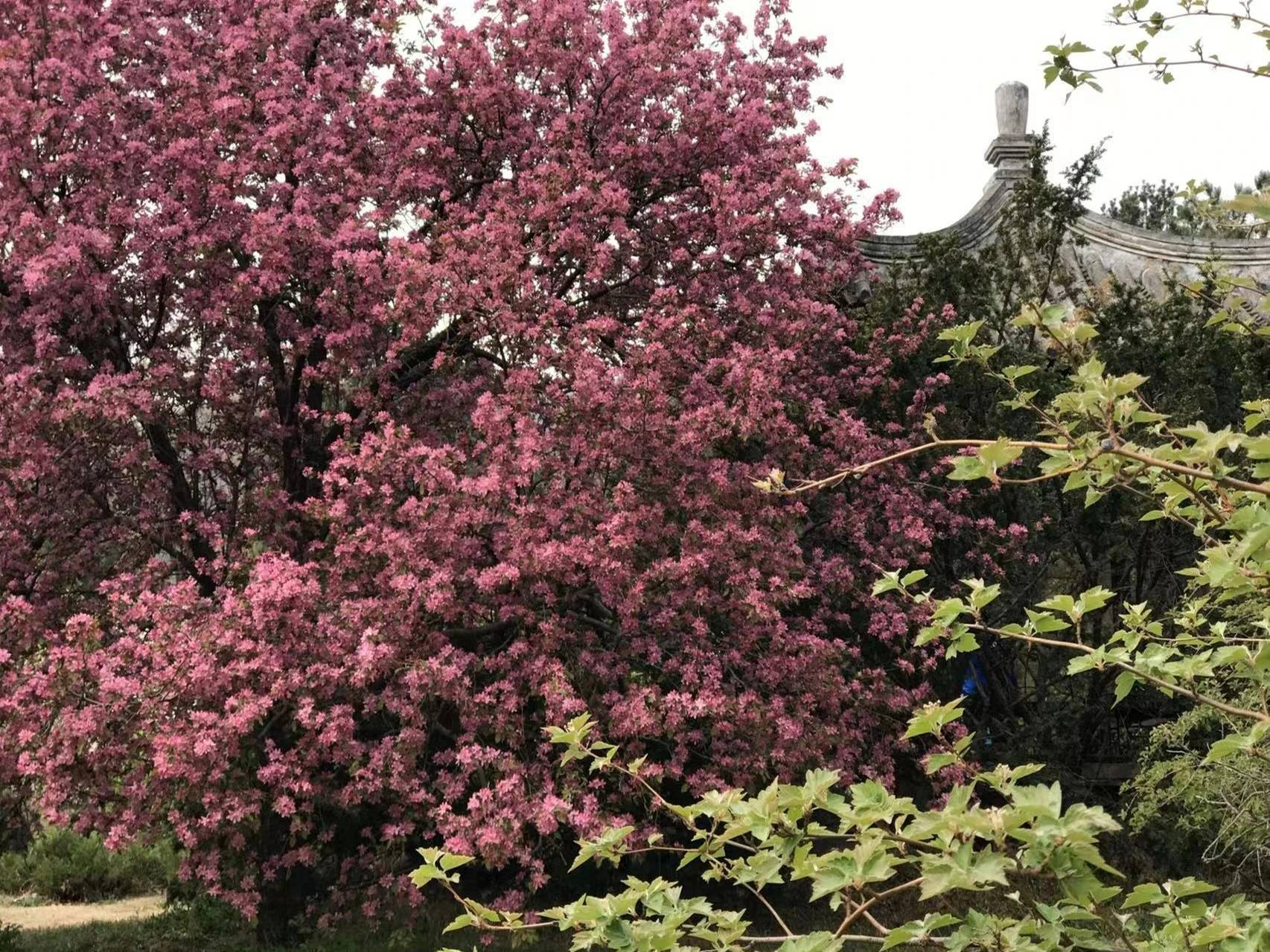 Cây cảnh tiên của muôn hoa, trồng trong sân gia đình thịnh vượng, vàng ngọc đầy nhà-17