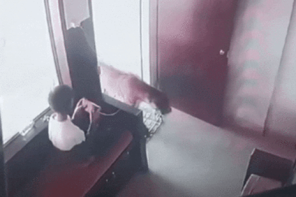 Clip: Báo nhảy qua bức tường cao 3m để săn gà trong khu dân cư-1