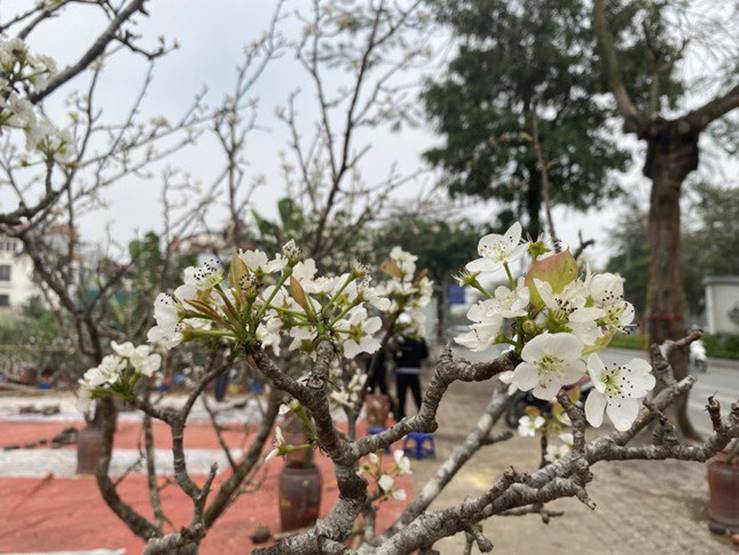 Người Hà Nội thích thú ăn chơi hết tháng Giêng với hoa lê rừng-3