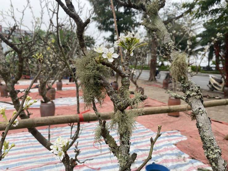 Người Hà Nội thích thú ăn chơi hết tháng Giêng với hoa lê rừng-5