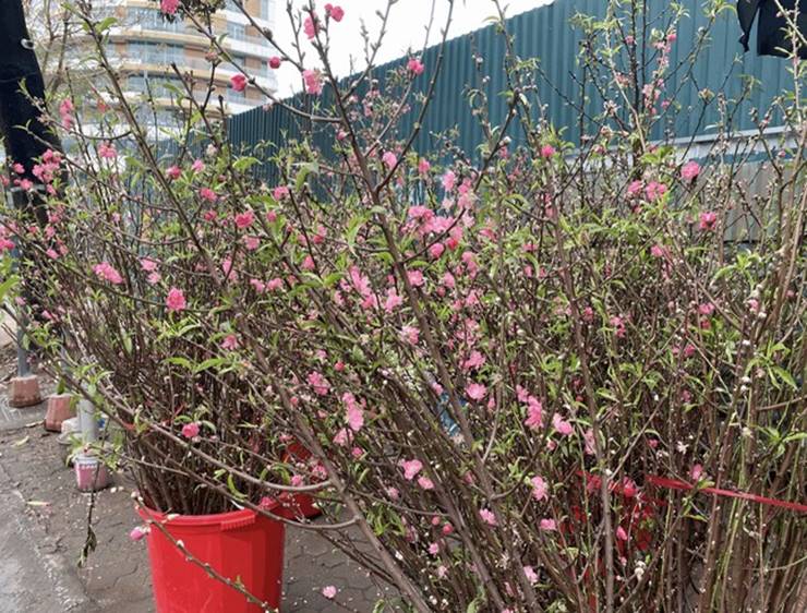 Người Hà Nội thích thú ăn chơi hết tháng Giêng với hoa lê rừng-8