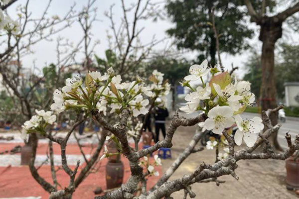 Hà Nội: Dự kiến xây 3 tòa nhà hơn 20 tầng thay thế khu tập thể Thành Công-2