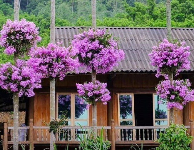 Ngôi nhà gây bão” MXH với hàng cau có những bụi lan nở tím lịm trên thân-1