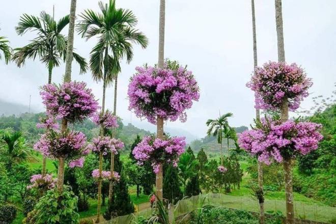 Ngôi nhà gây bão” MXH với hàng cau có những bụi lan nở tím lịm trên thân-2